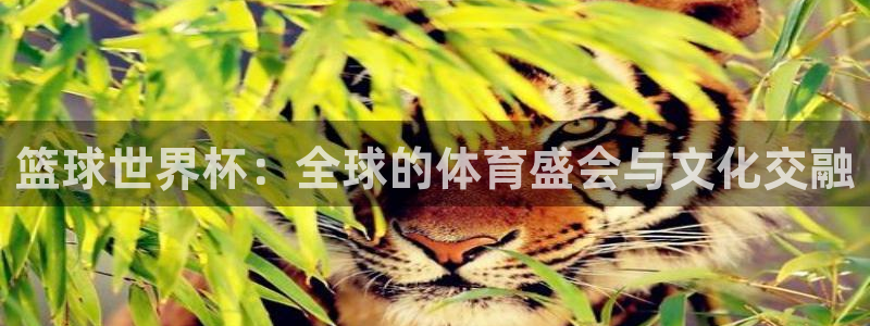 2026世界杯买球：篮球世界杯：全球的体育盛会与文化交融